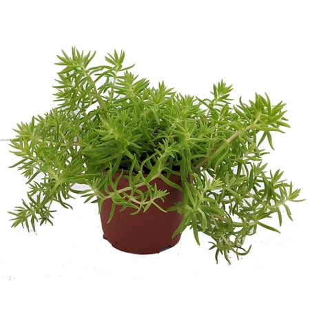 Lemon Ball Sedum - Stonecrop - 3.7" Pot - Indoors or Out