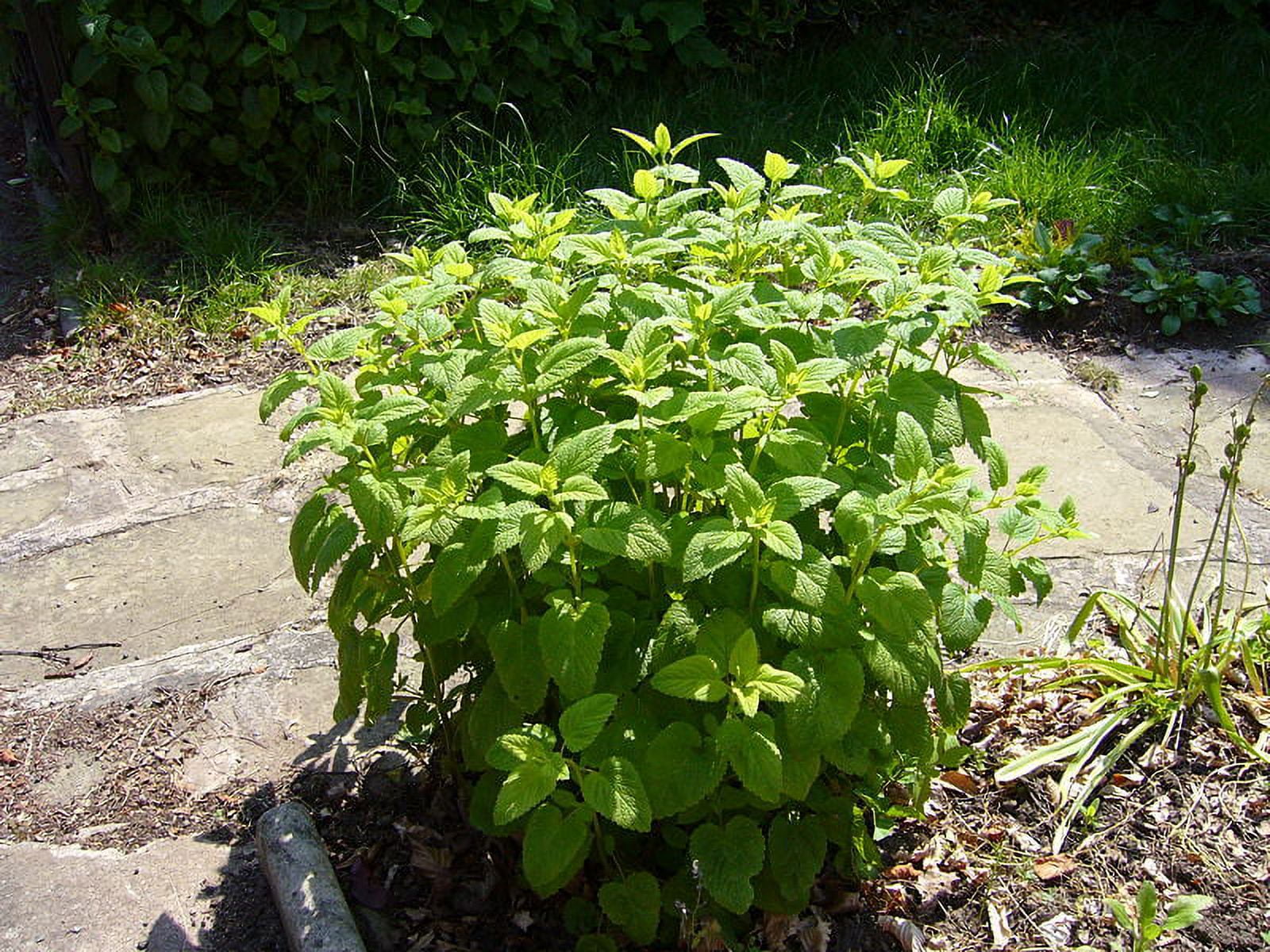 Lemon Balm Great Garden Herb by Seed Kingdom Bulk 1/4 Lb Seeds