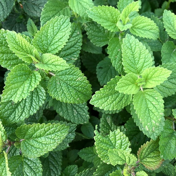 Lemon Balm Perennial - Melissa officinalis - 2.5" Pot