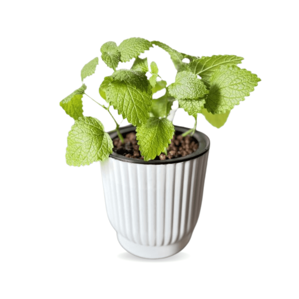 Lemon Balm Plant, Herbs Live Plant 7 - 9 Inches Tall, Fragrant Green Herb  for Indoor Outdoor Growing - Walmart.com