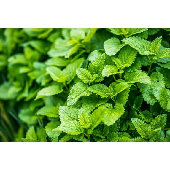 Lemon Balm Seeds/ Perennial/ Full Sun/ 40K Seeds 1 oz/ Zellajake Farm and Garden - B314