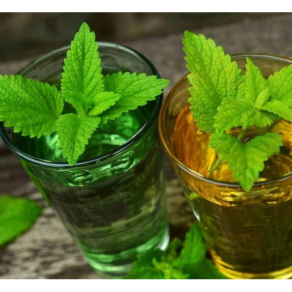 Lemon Balm Seeds for Planting (500 Seeds) - Melissa officinalis
