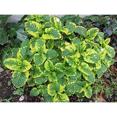 Lemon Balm - Two Plants - Non GMO