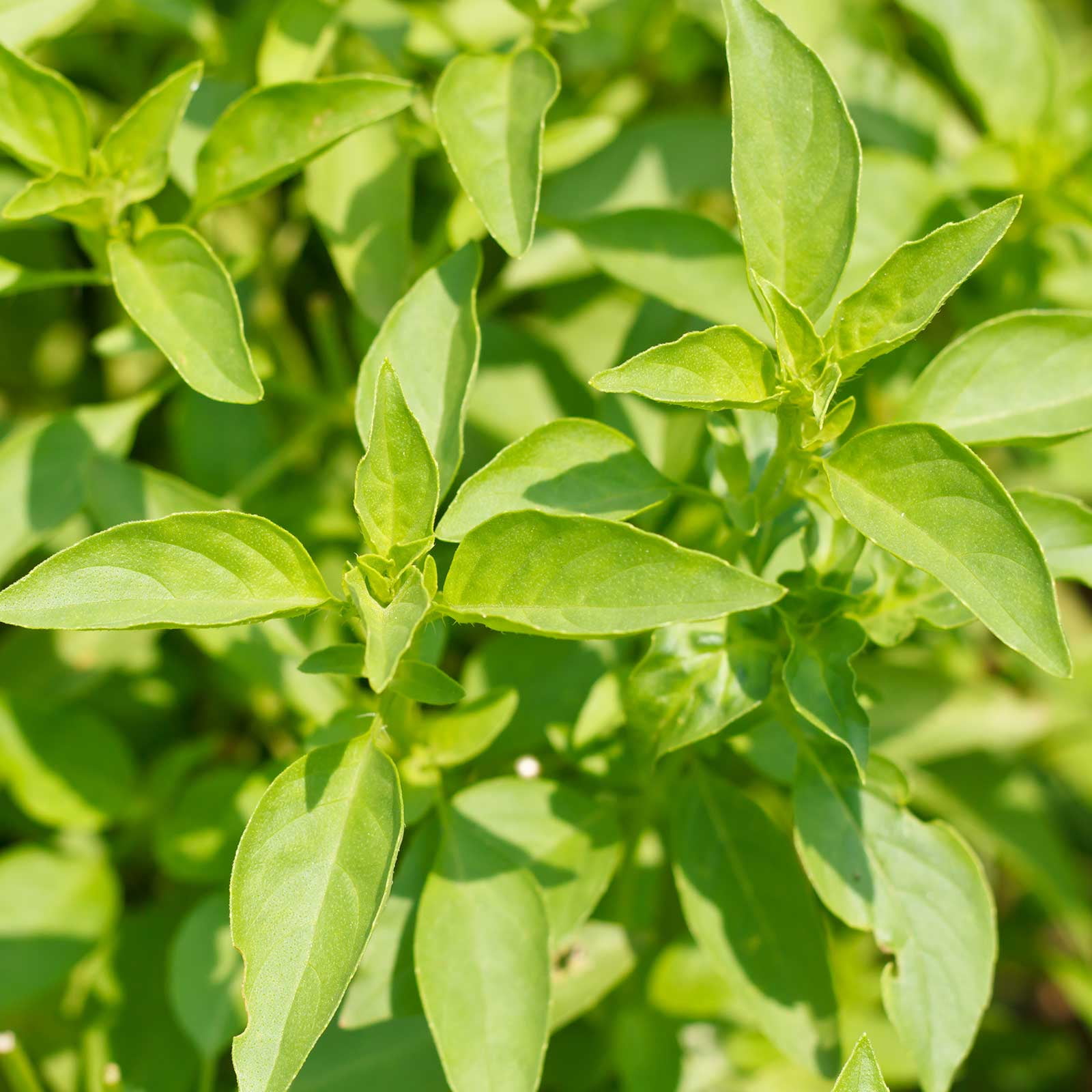 Lemon Basil Herb Garden Seeds - 1 Lb Bulk - Non-GMO, Heirloom, Culinary Gardening Seeds - Annual - Ocimum basilicum