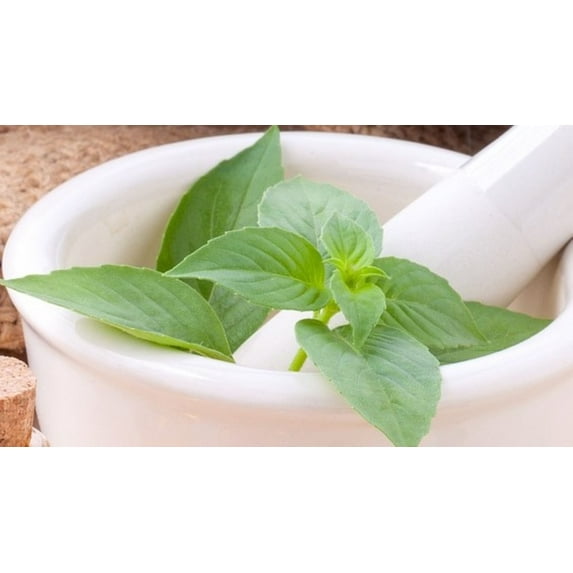 Lemon Basil Seeds/ Annual/ Full Sun/1200 Seeds 2 Grams/ Zellajake Farm and Garden- B102