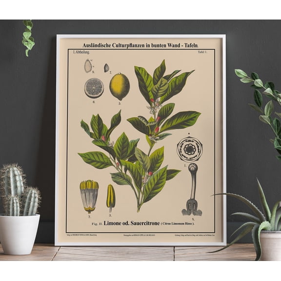 Lemon Botanical Print Lemon Decor Fruit Botanical Art Wall Art, Modern Wall Decor, 12x18 UNFRAMED