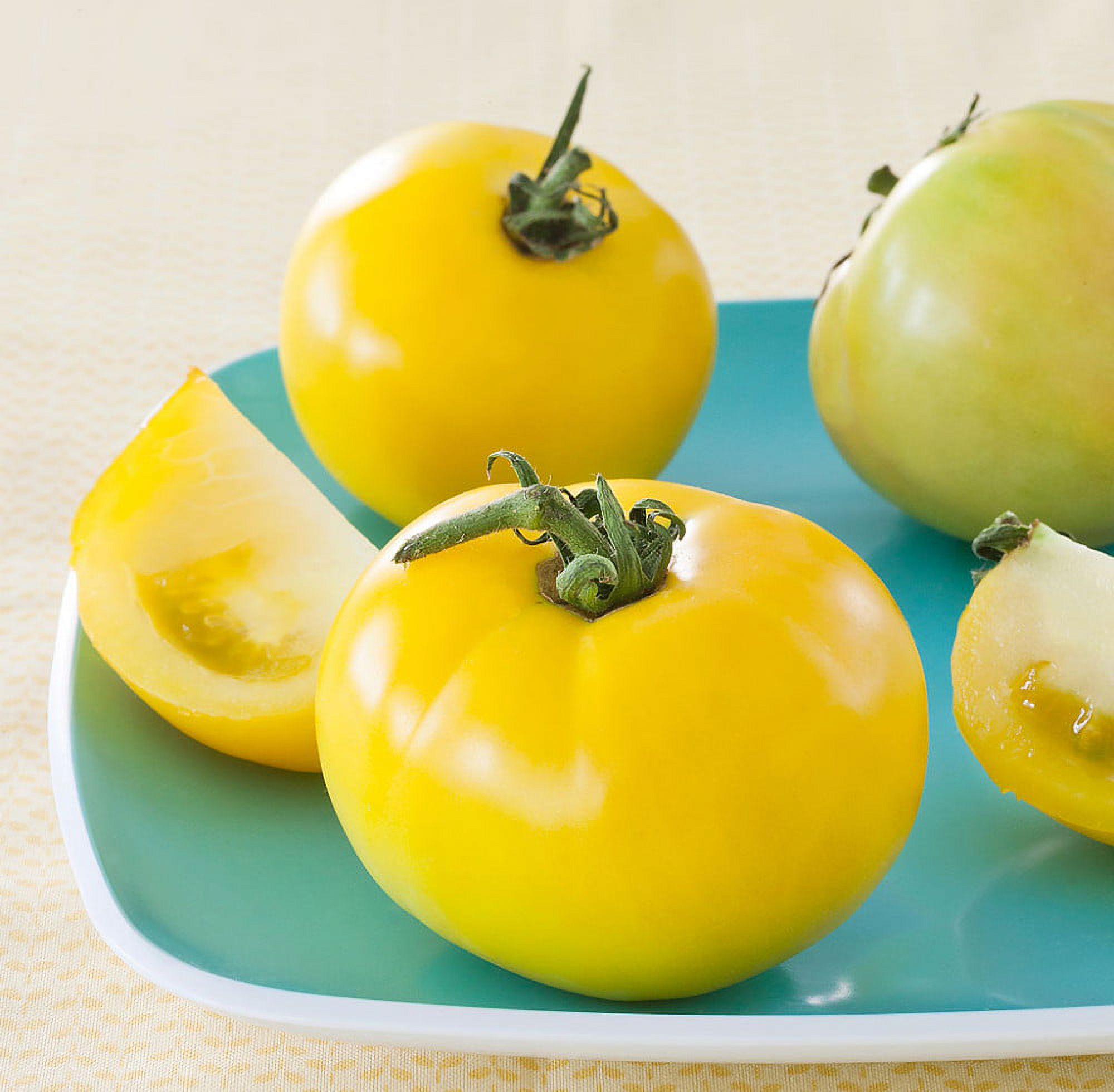 Lemon Boy Tomato Plant Yellow Slicing 2" x 3" Pot