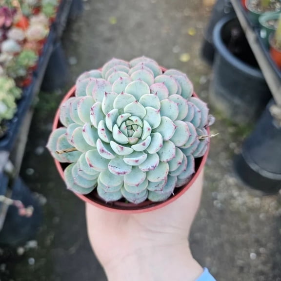 Lemon Button Fern 4 inch, Hardy Indoor Fern for Small Spaces