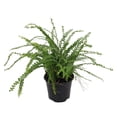 thumbnail image 1 of Lemon Button Fern 6" Pot - Nephrolepis - Easy House Plant, 1 of 2