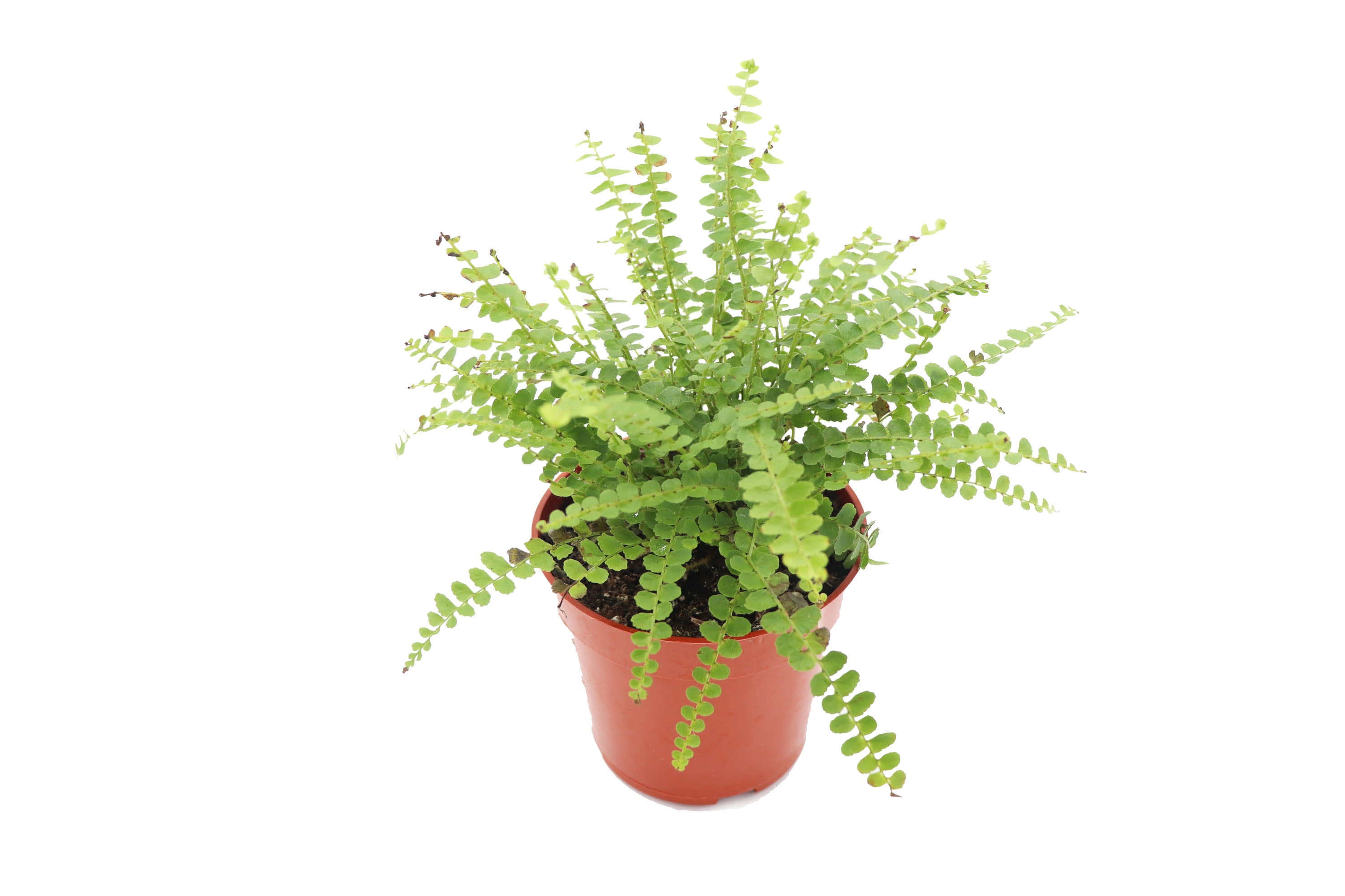 Lemon Buttons Fern - 4'' from California Tropicals - Walmart.com