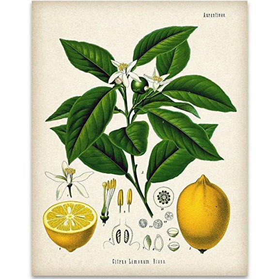 Lemon Citrus Botanical Illustration - 11x14 Unframed Art Print - Great Kitchen/Dining Room Decor