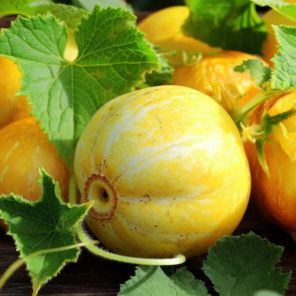 Lemon Cucumber 30 Seeds Cucumis sativus | Unique Round Yellow Cucumbers for Gardens & Containers
