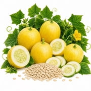 Lemon Cucumber Seeds for Planting 100+ Seeds, 3g Heirloom Non-GMO Cucumber Seeds, Sweet Round Yellow Cucumbers, Easy to Grow Garden Vegetable Seeds for Outdoor Garden, Raised Beds & Containers