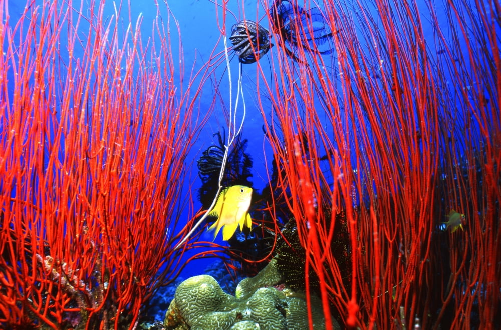 Lemon Damselfish between red sea whips Papua New Guinea Canvas Art - Beverly FactorStocktrek Images (17 x 12)