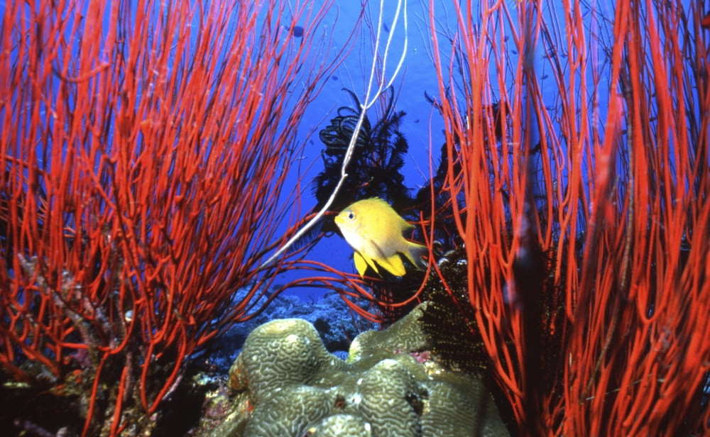 Lemon Damselfish between red sea whips Papua New Guinea Canvas Art - Beverly FactorStocktrek Images (36 x 22)