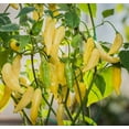 thumbnail image 1 of Lemon Drop Hot Pepper Plant - 4" Pot - Citrusy Heat, 1 of 2