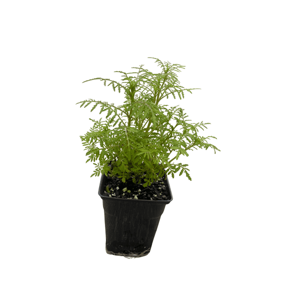 Lemon Gem Marigold - 3" Pot - Companion/Repellant Plant - Live Plant