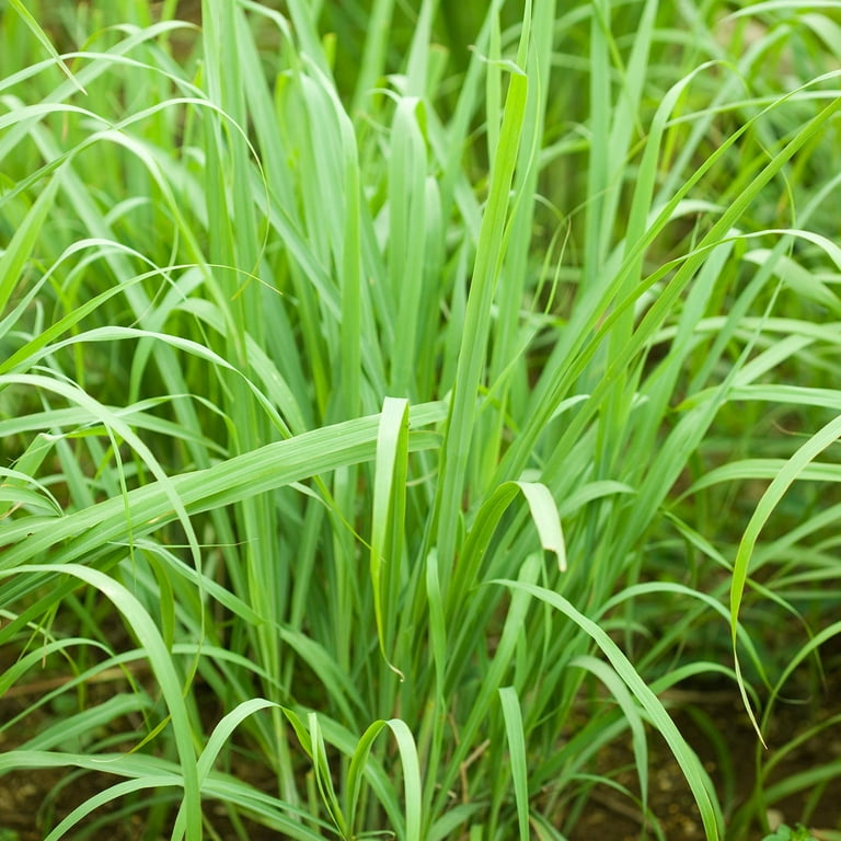 Lemon Grass Seeds - 250 g Packet - Non-GMO, Heirloom Culinary Herb Garden Seeds - Cymbopogon flexuosus Lemon Grass Seeds - 250 g Packet - Non-GMO, Heirloom Culinary Herb Garden Seeds - Cymbopogon flexuosus