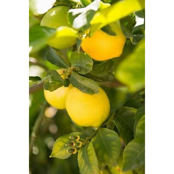 Lemon Grove II Poster Print by Karyn Millet