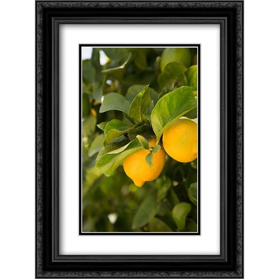 Lemon Grove III 2x Matted 18x24 Black Ornate Framed Art Print by Millet, Karyn