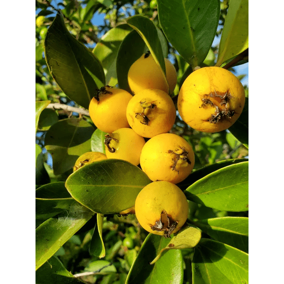 Lemon Guava Tree Live Plant, Sweet Guava Tree, Tropical Guava Plant for Home Garden in Half Gal Pot