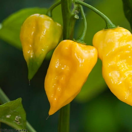 Lemon Habanero Hot Pepper Garden Seeds - 250 g Packet ~30 Seeds - Non-GMO, Heirloom Vegetable Gardening Seed