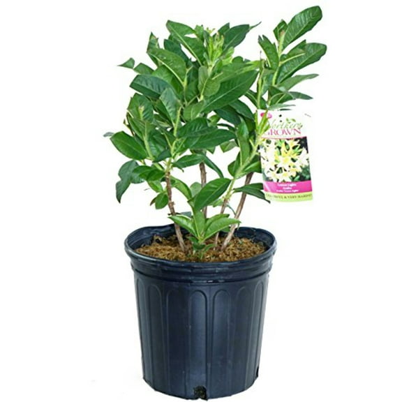 Lemon Lights Azalea