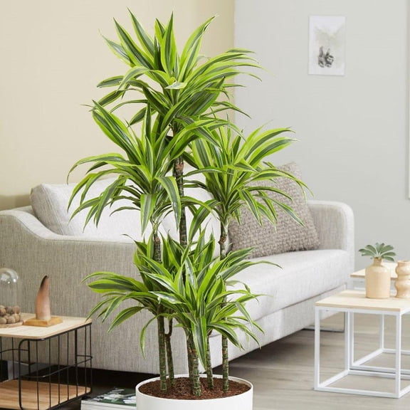 Lemon Lime Dragon Tree-Dracaena deremensis-Air Purifying Indoor Plant 10" Pot