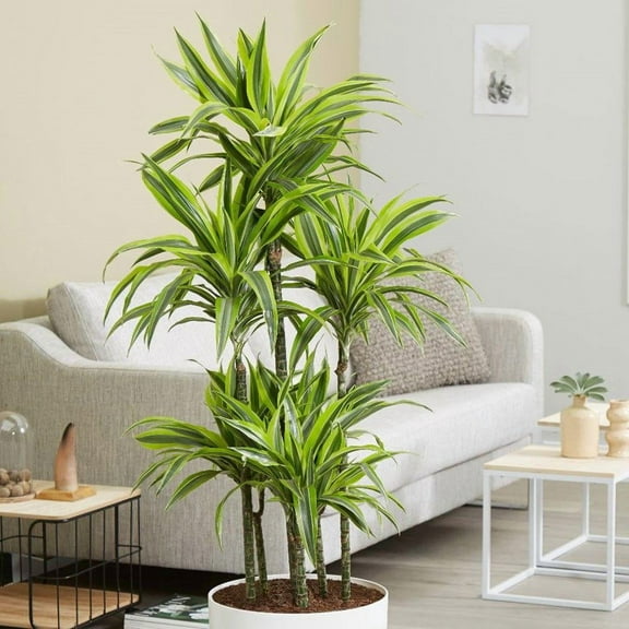 Lemon Lime Dragon Tree-Dracaena deremensis-Air Purifying Indoor Plant 10" Pot