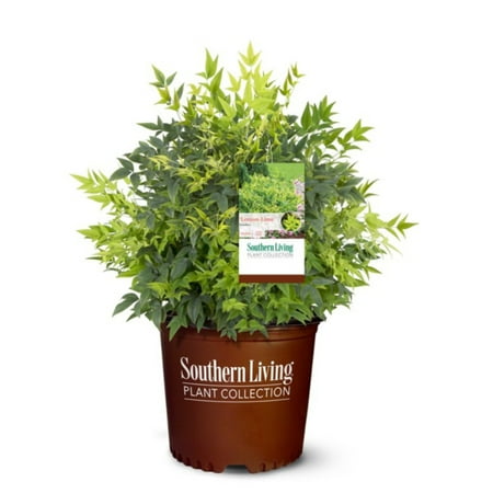 Lemon-Lime Heavenly Bamboo - Nandina domestica 'Lemon-Lime'