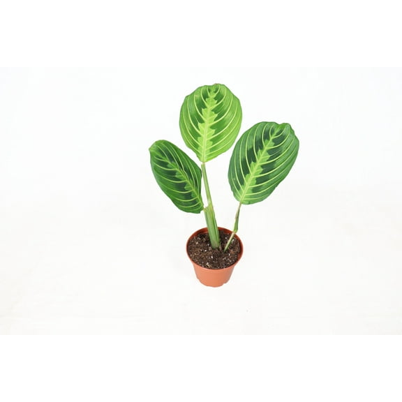 Lemon Lime Maranta - 2" from California Tropicals