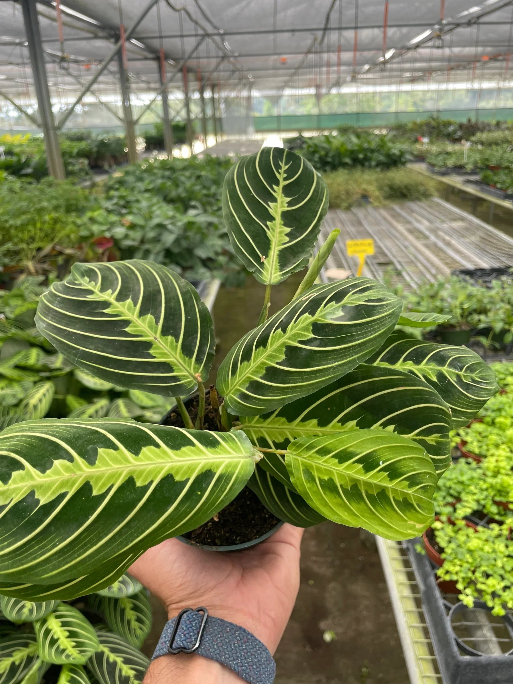 Lemon Lime Prayer Plant Care