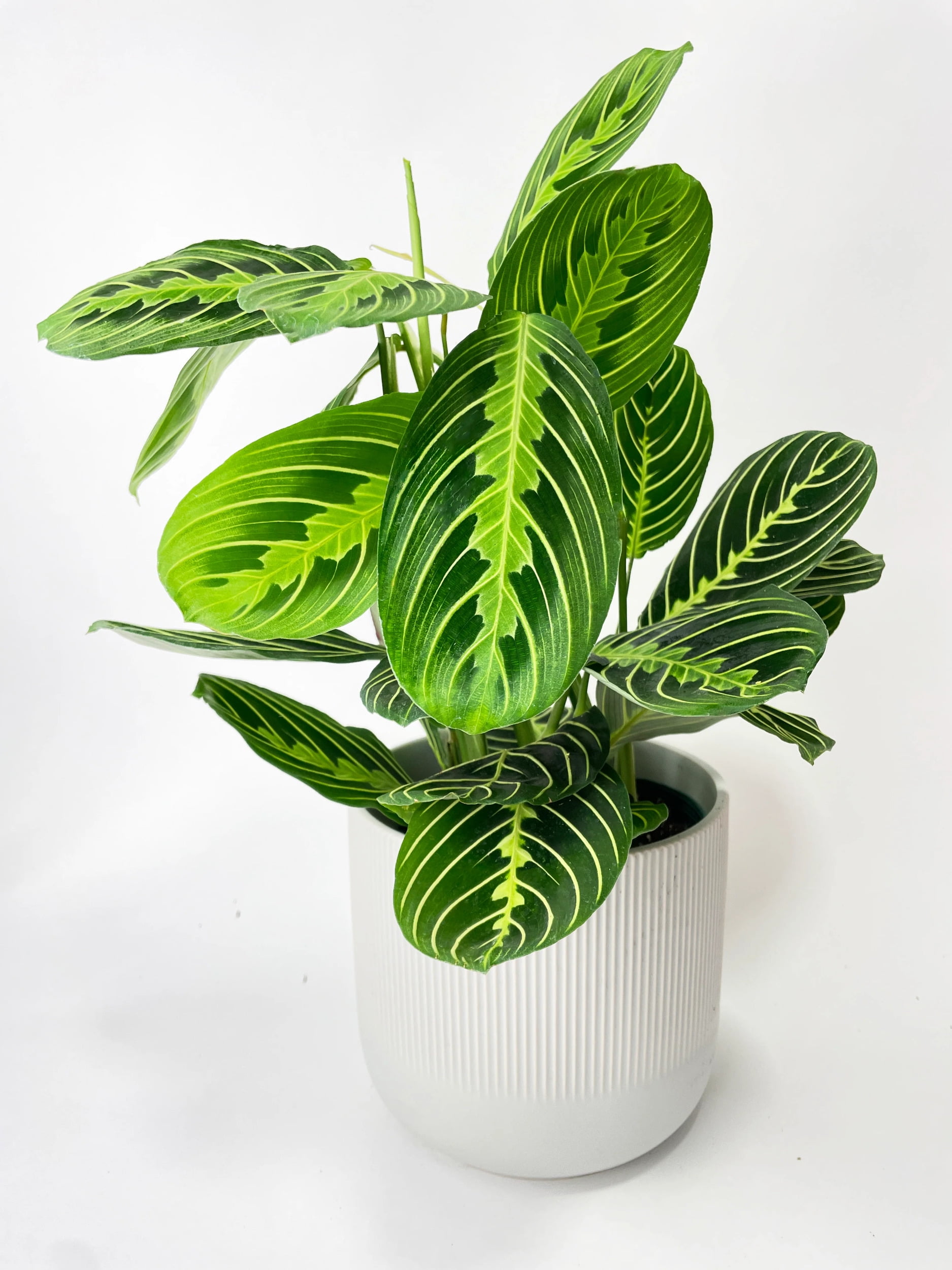Lemon Lime Maranta Prayer Plant