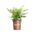 Lemon Lime Nandina (2.5 Quart) Evergreen Shrub with LimeGreen Foliage