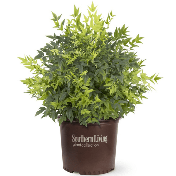 Southern Living Lemon Lime Nandina Live Shrub in 2.5-Quart Grower Pot