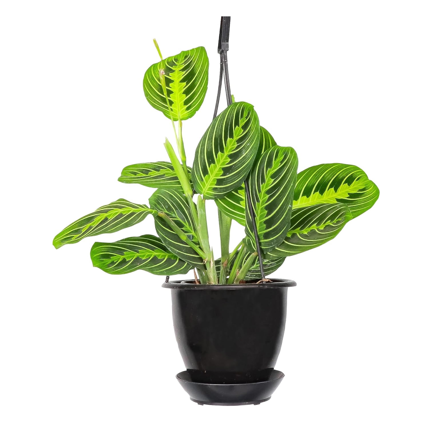 Lemon Lime Prayer Live Indoor Plant in 4