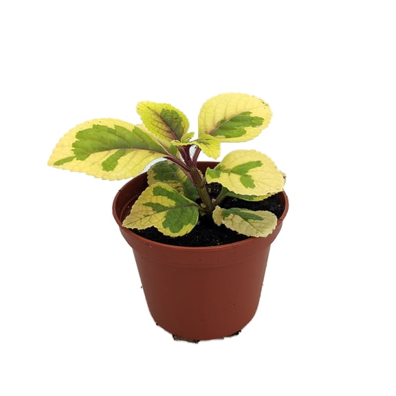 Lemon & Lime Swedish Ivy Plant - Plectranthus ciliatus - 2.5" Pot