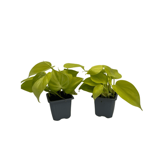 Lemon Lime Vining Heartleaf Philodendron cordatum - 2 pack - 3" Pots