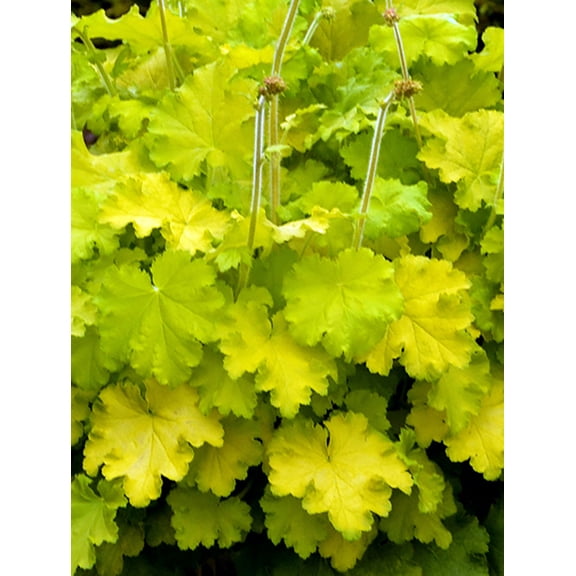Lemon Love Coral Bells - Heuchera - Gallon Pot