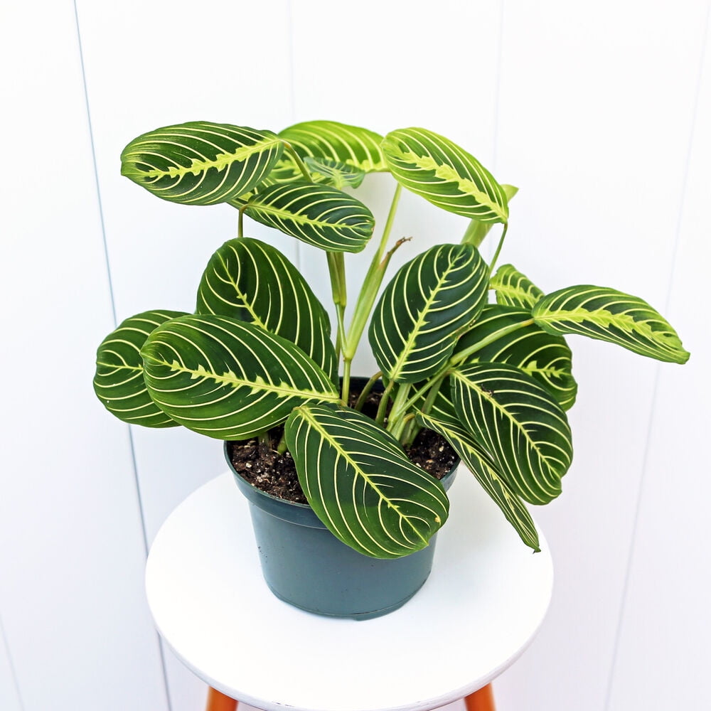 Lemon Maranta, prayer plant, LIVE evergreen houseplant in 6