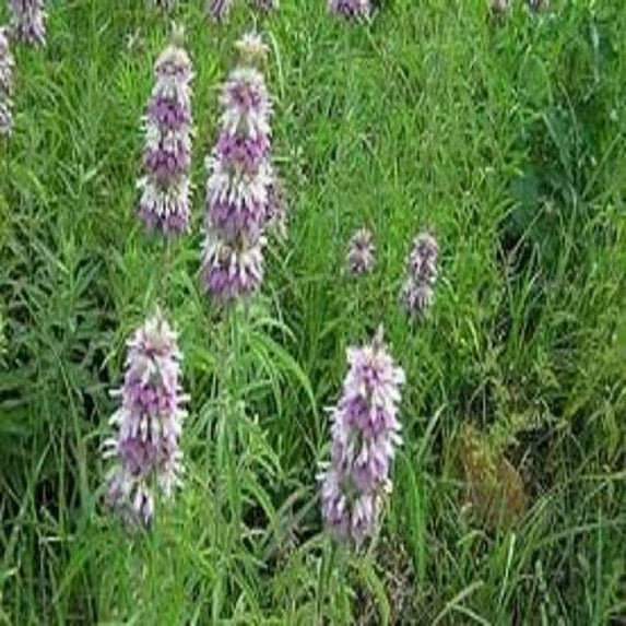 Lemon Mint Great Garden Herb by Seed Kingdom Bulk 1/4 Lb Seeds