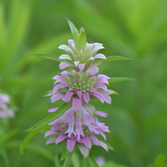 Lemon Mint Herb Garden Seeds - 1 Oz - Non-GMO, Heirloom Culinary Herbal Gardening Seeds - Monarda citriodora - AKA Lemon Bergamot