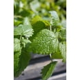 thumbnail image 1 of Lemon Mint Seeds/ Annual/ Full Sun/ 19K Seeds 1/4 oz/ Zellajake Farm and Garden - B65, 1 of 5