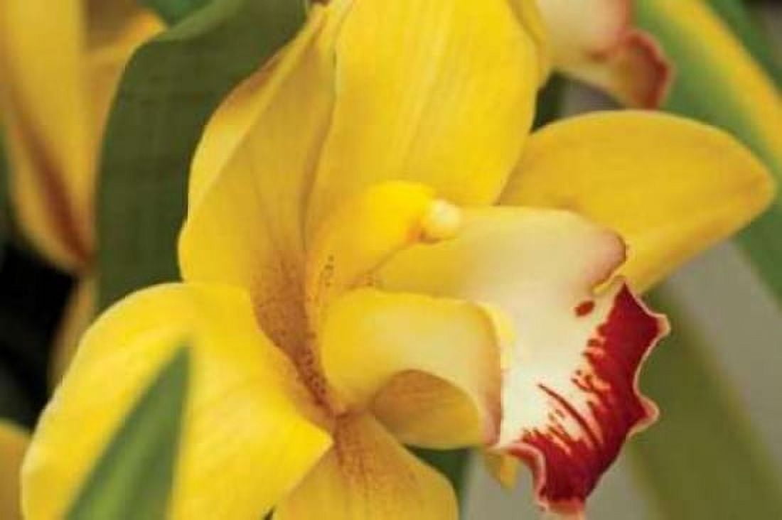 Lemon Orchid I Canvas Art - Dana Styber (24 x 36)