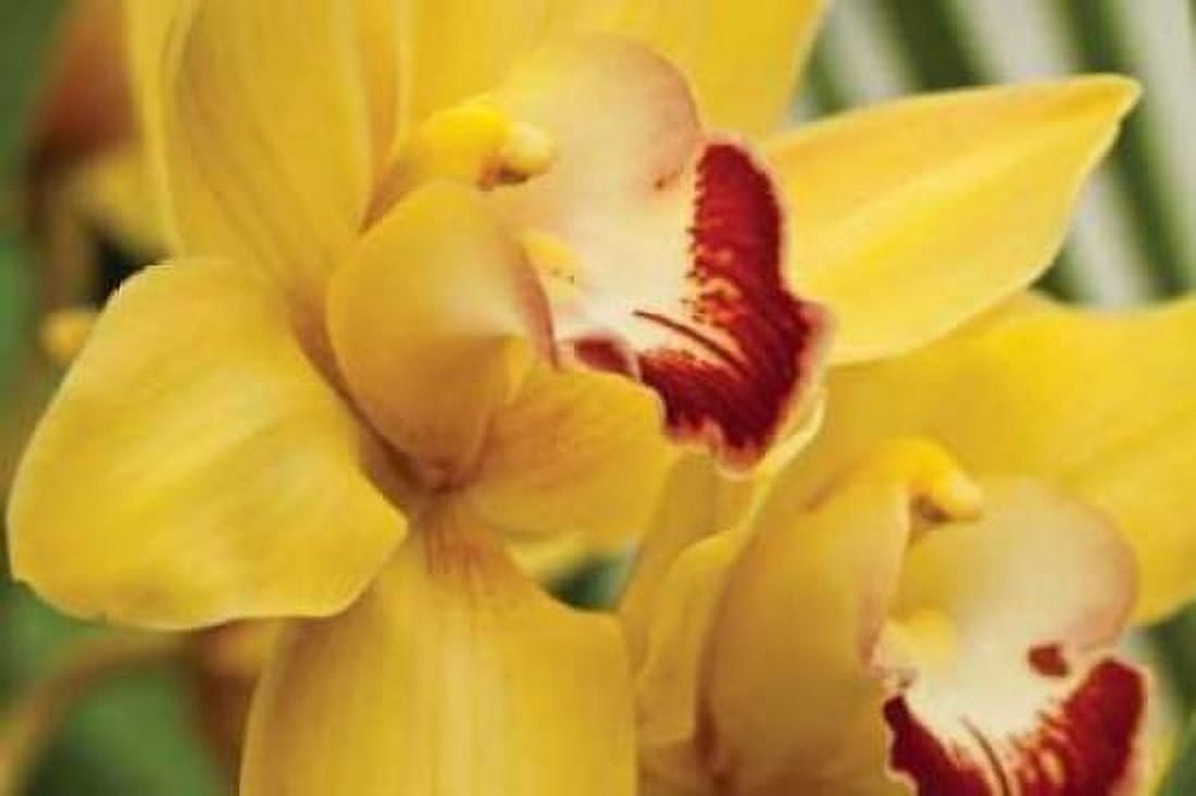 Lemon Orchid II Canvas Art - Dana Styber (24 x 36)