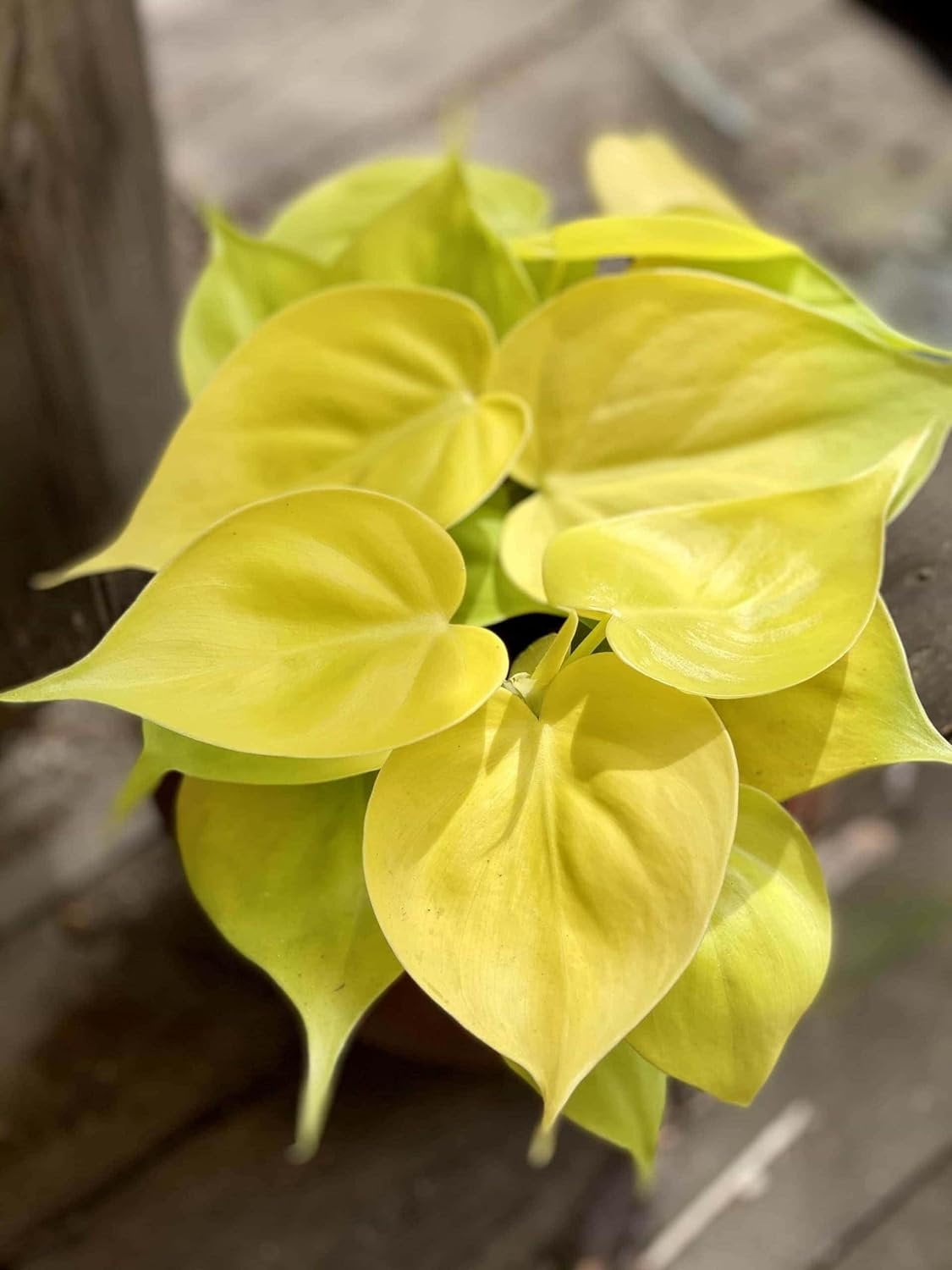 Lemon Philodendron - Live Plant in a 4 Inch Pot - Philodendron Erubescens - Extremely Rare and Beautiful Indoor Houseplant - A Rare Tropical Masterpiece