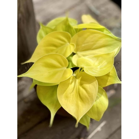 Lemon Philodendron - Live Plant in a 4 Inch Pot - Philodendron Erubescens - Extremely Rare and Beautiful Indoor Houseplant - A Rare Tropical Masterpiece