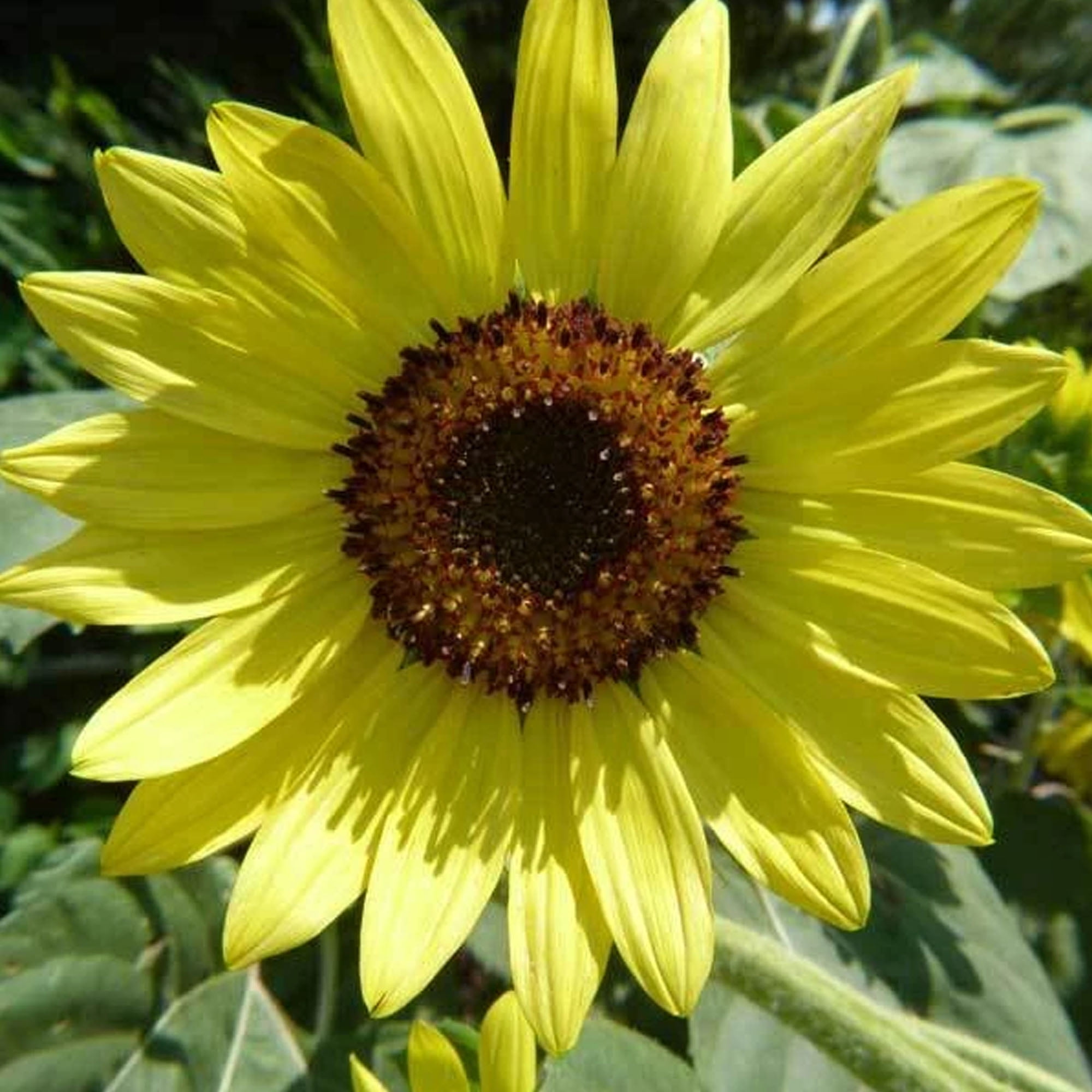 Lemon Queen Sunflower - 1/4 LB Bulk ~2,700 Seeds - Non-GMO, Heirloom ...