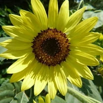 Lemon Queen Sunflower - 4 g ~95 Seeds - Non-GMO, Heirloom, Open Pollinated Flower Gardening Seeds
