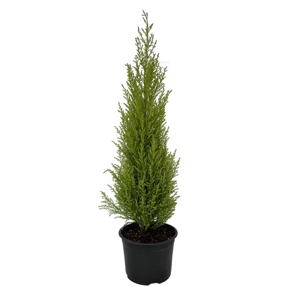 Lemon Scented Goldcrest Cypress Tree - Indoors/Out - 6" Pot